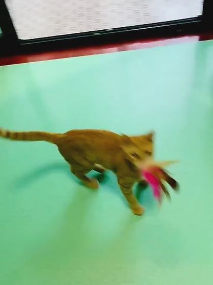 Interactive Cat Toys